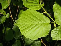 Corylus avellana