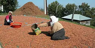 Turkish women drying hazelnuts, Sacmalipinar Düzce Province.