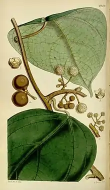 Coscinium fenestratum 'yellow vine' : plate from Curtis's Botanical Magazine.