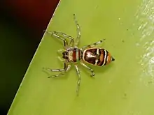 Female from above