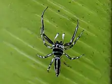 Male from above