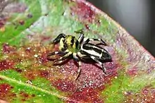 Cosmophasis umbratica lying on top of green vegetation