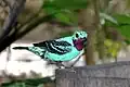 Spangled cotinga