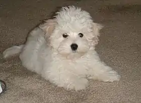 White Coton de Tulear puppy