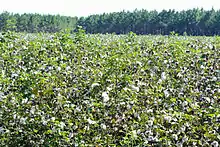 Cotton field