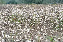 A cotton field, late in the season