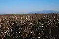 Cotton grows best in hot, sunny regions but needs plenty of water, near Belek (Antalya-Province).