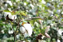 Cotton plant