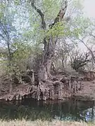 A cottonwood tree along Cienega Creek.