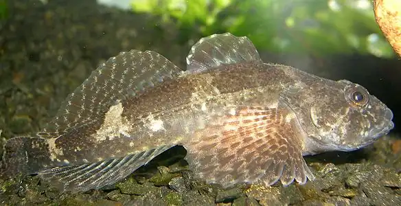 European bullhead