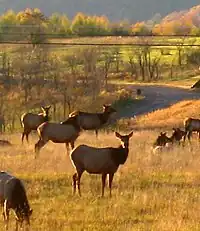 An antlered elk in a sunlit field, with heads of smaller animals in the background