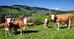 Dairy (Bern)