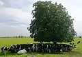 Cows under a tree