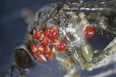 Coquillettidia perturbans parasitized by Arrenurus danbyensis larvae