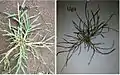 Crab grass (Digitaria sanguinalis)