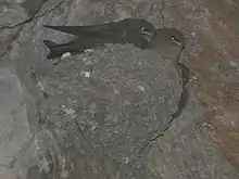  mud cup nest containing three young