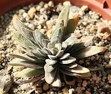 Crassula nudicaulis