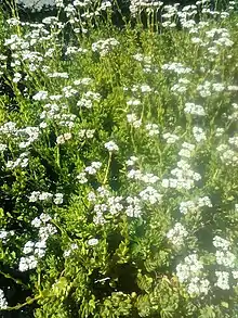 Crassula rubricaulis