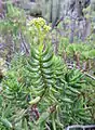 Crassula tetragona