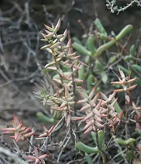 Leaf detail of Crassula tetragona subsp. lignescens, the gracile subspecies most widespread in habitat