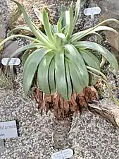 Dudleya ingens at the Berggarten in Hanover