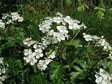 Crataegus monogyna