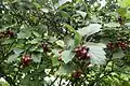 Crataegus douglasii