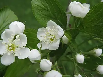 White Hawthorn