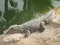 Nile crocodile near one of the three basins.