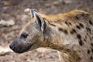 The Spotted hyena is part of the Gambian fauna.