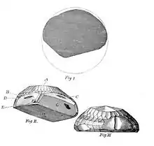 Tavernier's illustration of the Koh-i-Noor under different angles