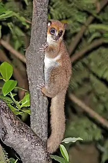 Brown lemur