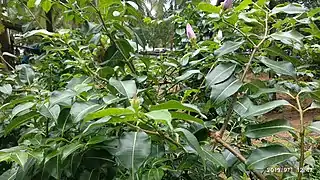 Cryptostegia plant