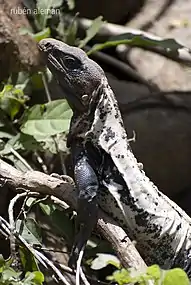 Ctenosaura pectinata from the area of Playa Escobilla, Oaxaca, Mexico (13 September 2010)