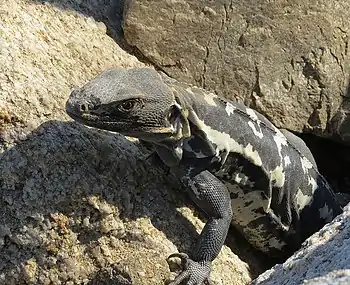 A female photographed in the Huatulco Coast area in Oaxaca, Mexico (2013)