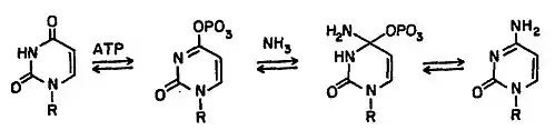 Ctp synthase mechanism: UTP + ATP + glutamine ⇔ CTP + ADP + glutamate