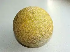 Galia melon