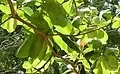 Oxibelis fulgidus on a tropical almond (Terminalia catappa?) branch, in El Crucero, Managua, Nicaragua.