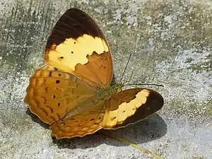 C. e. maya, Kerala, India