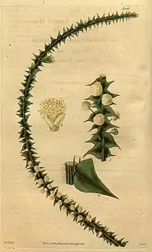 Illustration of "Acacia hastulata"