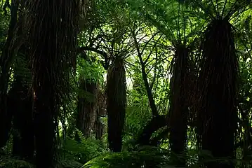 Habitat and distinctive skirts