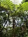 Cyathea spinulosa in  Ogasawara National Park