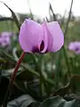 Light pink flower