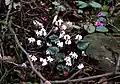 Cyclamen coum subsp. coum f. pallidum (white flowers with dark markings)