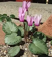 A silver-leaved form with light pink flowers