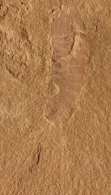 A fossil showing the right side of Cyclopites, an aglaspidid arthropod from the Saint Lawrence Formation in Baraboo.