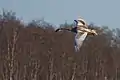 Juvenile mute swan