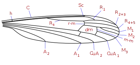 Cylindrotoma wing veins: Nematocera