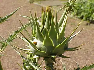 Inflorescence bud of cardoon (Cynara cardunculus)