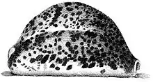 Drawing of a right-side view of the shell of Cypraea tigris from Index Testarum Conchyliorum (1742) by Niccolò Gualtieri.